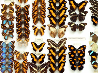 Le musée des papillons