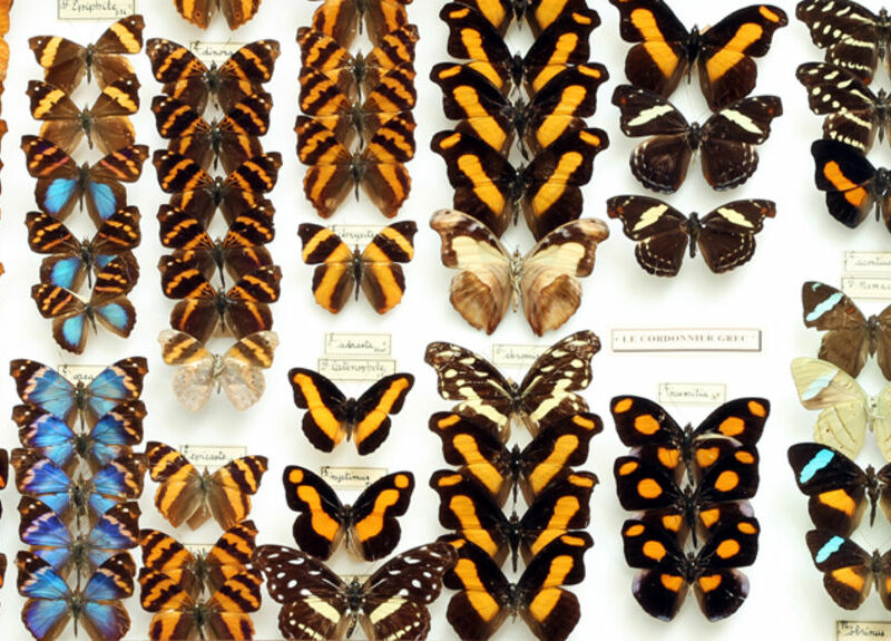 Le musée des papillons