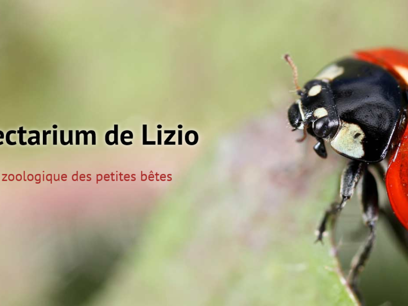 Insectarium de Lizio
