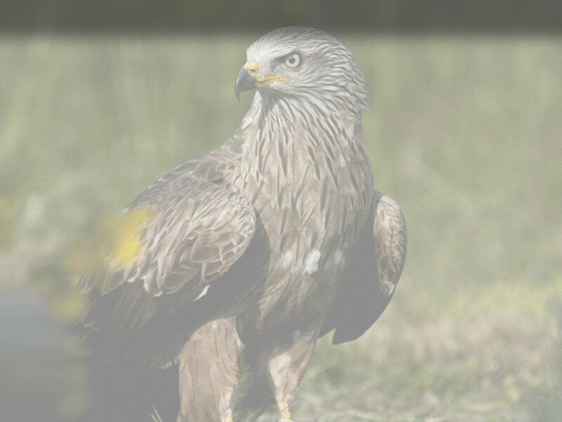 Les aigles d'Aure